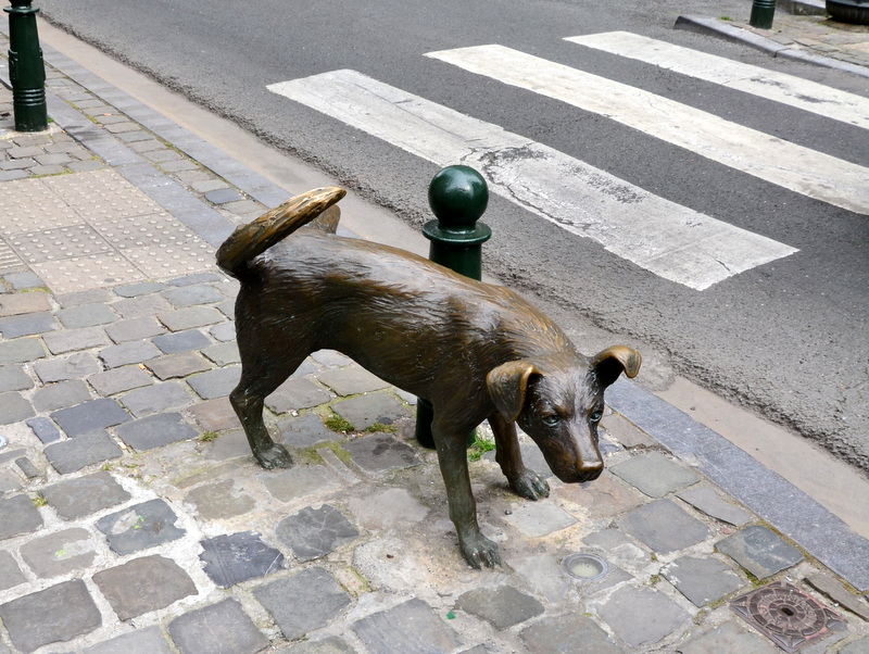 Brüssel Hund