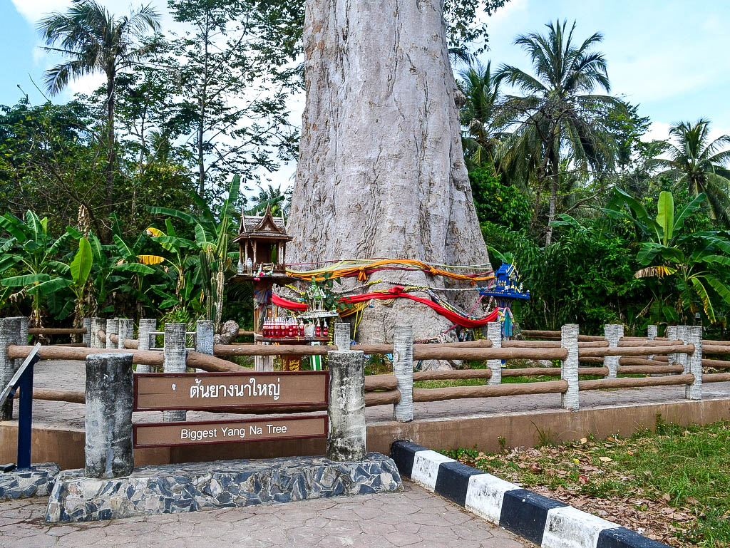 Riesenbaum in Thailand