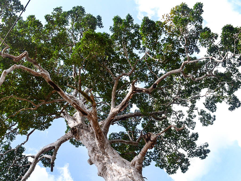 Riesenbaum in Thailand