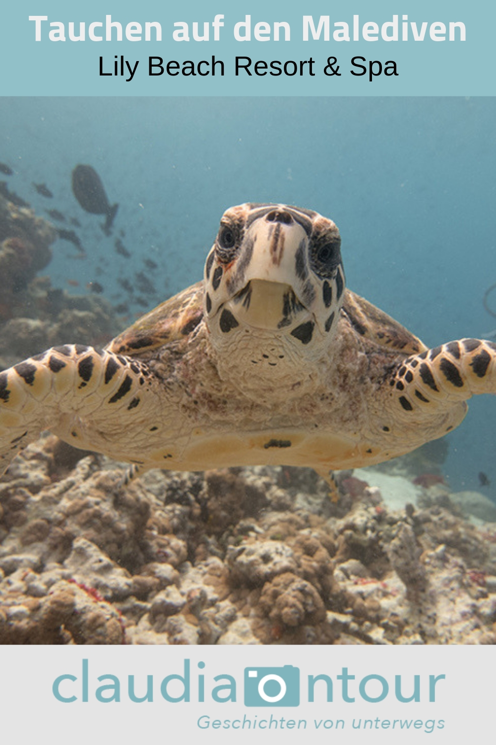 Schildkröte im indischen Ozean